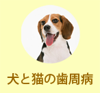 犬と猫の歯周病